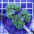 Branching Hammer Coral Indonesia (click for more detail)