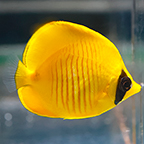 Golden Semilarvatus Butterflyfish, 2.25 (click for more detail)
