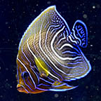 Koran Angelfish Changing, 5.25 (click for more detail)
