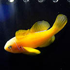 Citrinis Clown Goby, 2.25 (click for more detail)