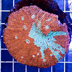 Chalice Coral Indonesia (click for more detail)