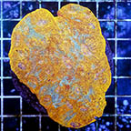 Chalice Coral Indonesia (click for more detail)