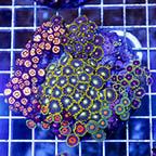Zoanthus Coral Combo Rock (click for more detail)