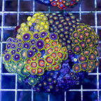 Zoanthus Coral Combo Rock (click for more detail)