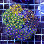 Zoanthus Coral Combo Rock (click for more detail)