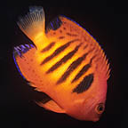 Flame Angelfish, 2.25 Blemish (click for more detail)