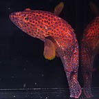 Miniatus Grouper, 10 (click for more detail)