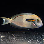 Orangeshoulder Tang, 5.5 (click for more detail)