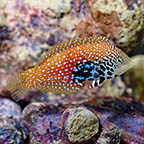 Blue Star Leopard Wrasse, 3.5