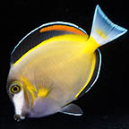 Powder Brown Tang, 3.75 (click for more detail)