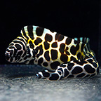 Tessalata Eel (click for more detail)