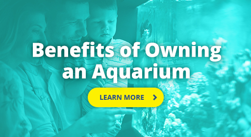 Benefits of owning an aquarium