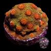 Red and Orange Cyphastrea