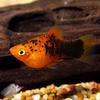 Painted Platy